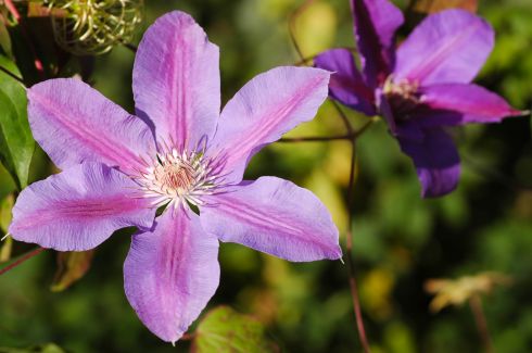 Clematis 'Etoile de Malicorne'